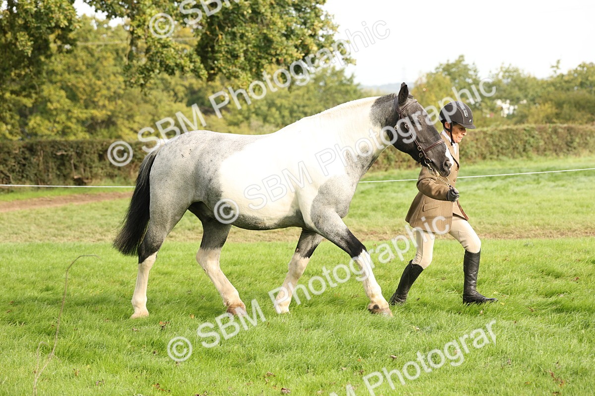 SBM_56782 - S54 - Piebald & Skewbald Horse In Hand