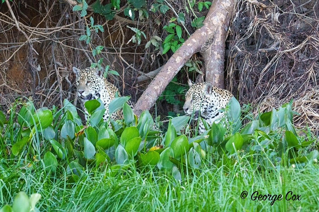jaguar 2 - Brazil
