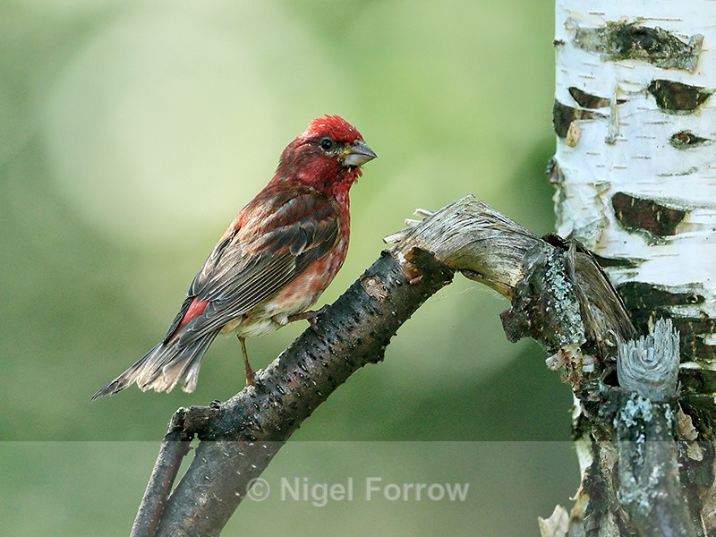 Purple Finch (male) back, Minnesota, USA - Purple Finch