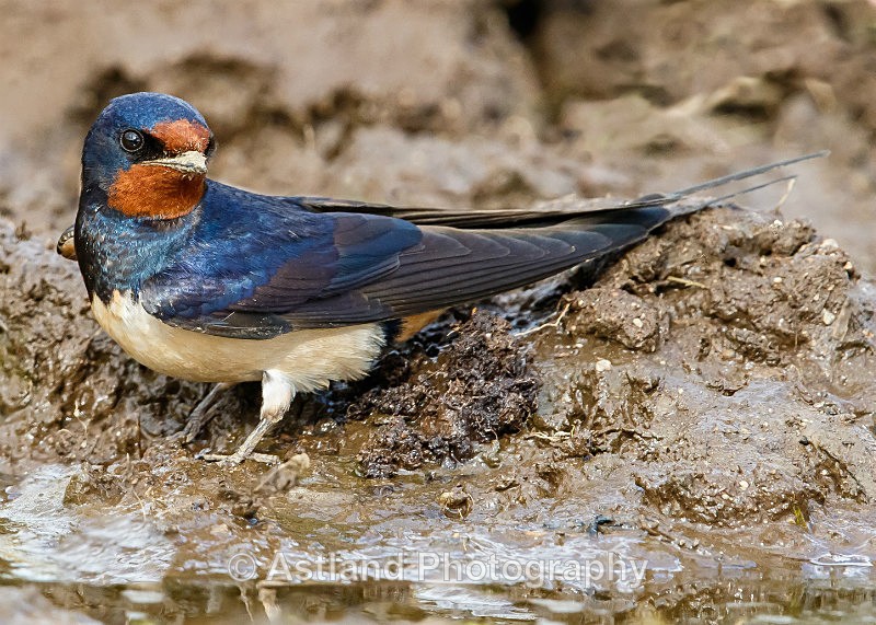 Astland Photography, Bird and Wildlife Images, Susan and Peter Wilson, U.K.