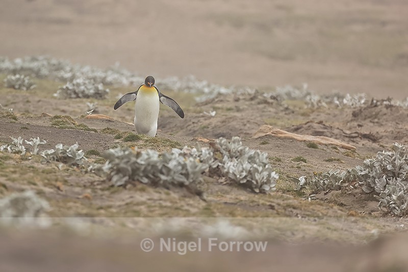 King Penguin returning from beach, Saunders Island, Falklands - King Penguin