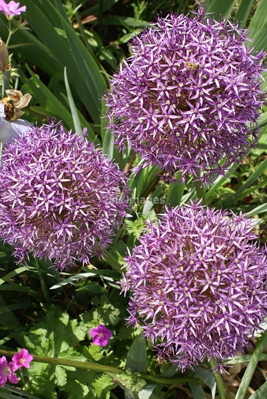 F1037 - Flowers