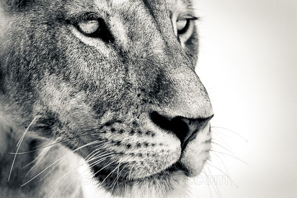 Lion, Samburu National Reserve