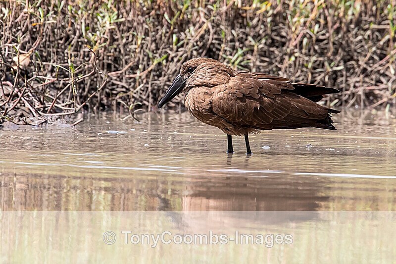 Hamerkop - The Gambia
