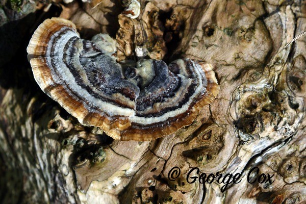 Trametes versicolor