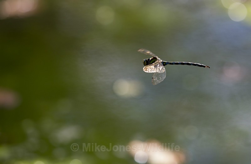  - DRAGONFLY & DAMSELFLY GALLERY