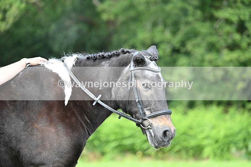 WJ7_1667 - Class 11 Condition & Turnout