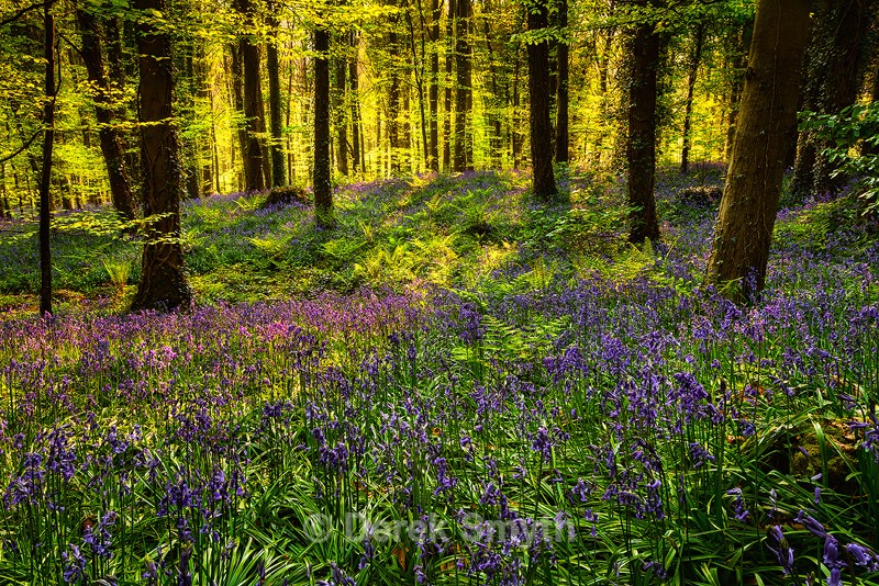 Bluebells In Spring Sunshine - Co. Down