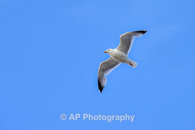 Sea gull_5858-1 - Aberystwyth Harbour and Marina