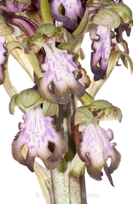  - WB: Orchids - Various