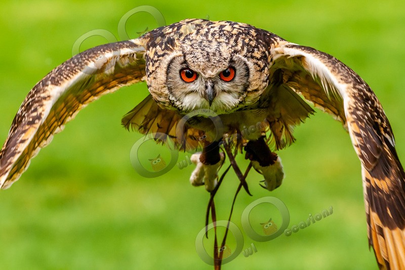 indian eagle owl bubo bengalensis-9613 - Owls of the World