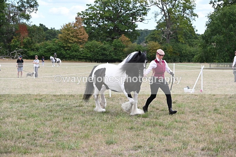 WJ6_5499 - Class 18 In-hand Coloured
