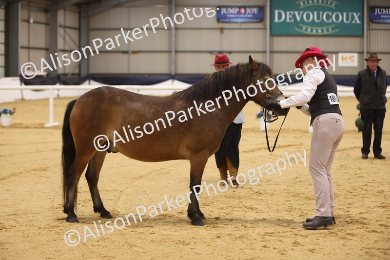 20260913-1025 - Class 109 - Bred On Exmoor In Hand