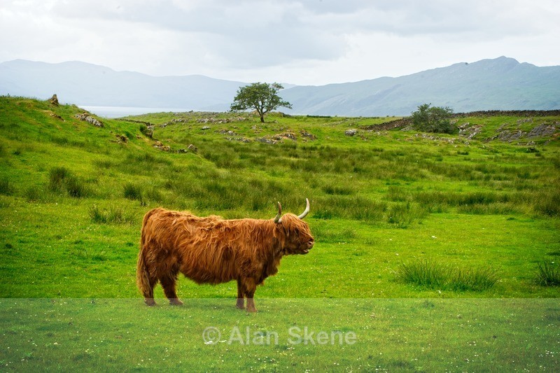 DSC02021 - Lismore West Scotland