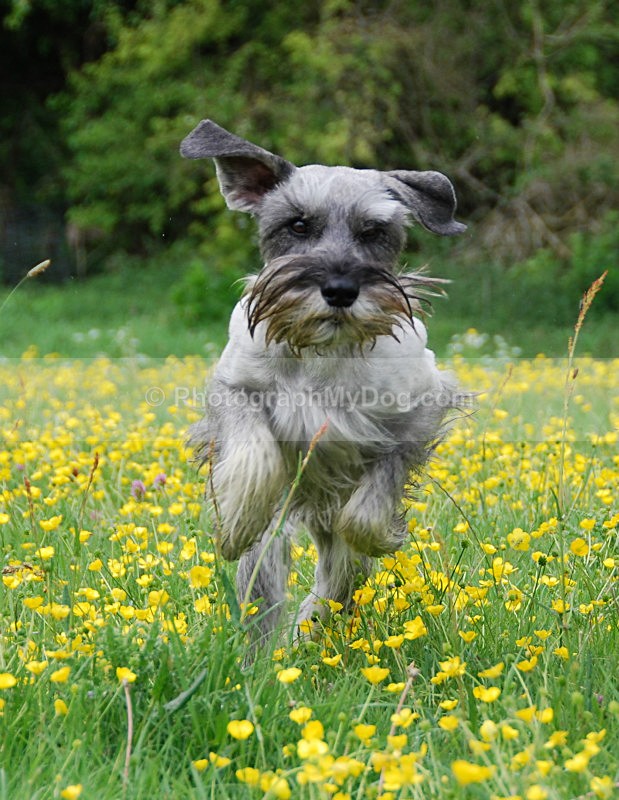  - Schnauzers