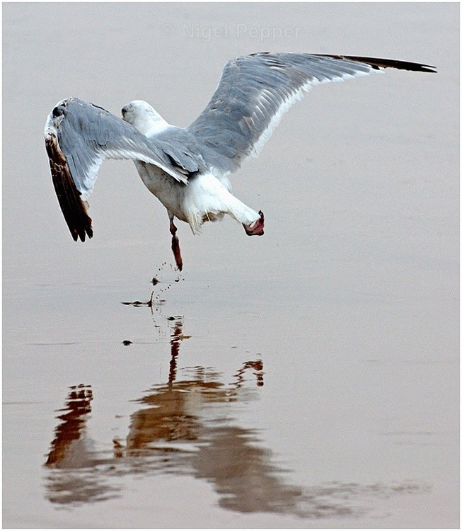 Perfect Reflection - Leggy the Herring Gull