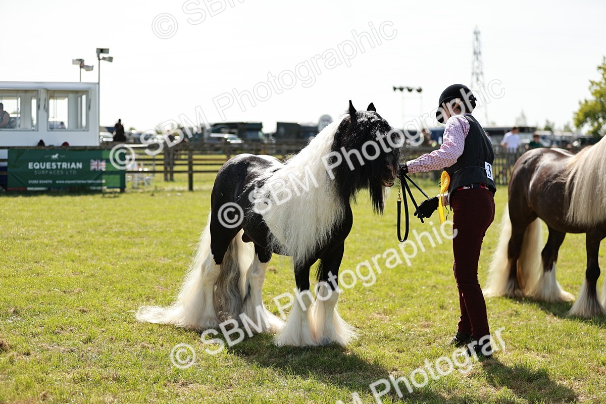 SBM_08916 - Class 63-65 - Traditional Gypsy Cobs In Hand & Ridden
