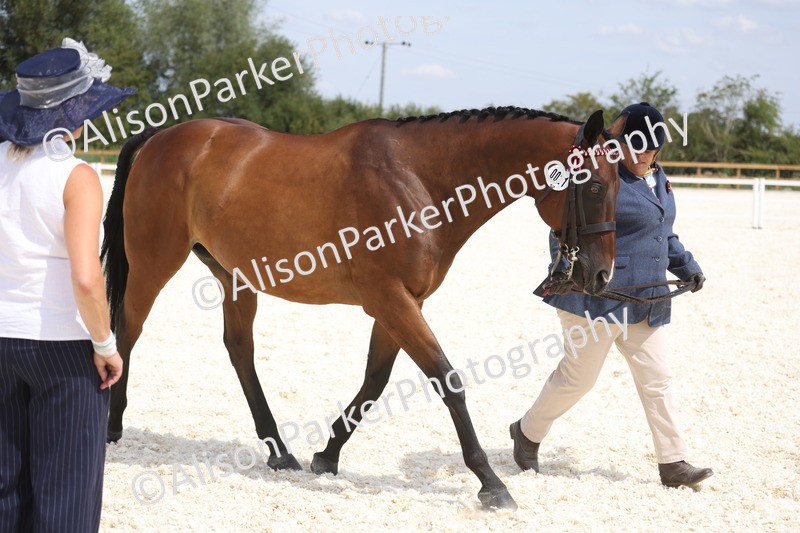 20260802-1497 - Class 16 - Best Horse or Pony