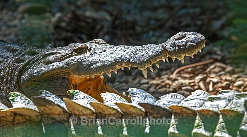 IMG_5606 American Crocodile, Costa Rica - Costa Rican Wildlife