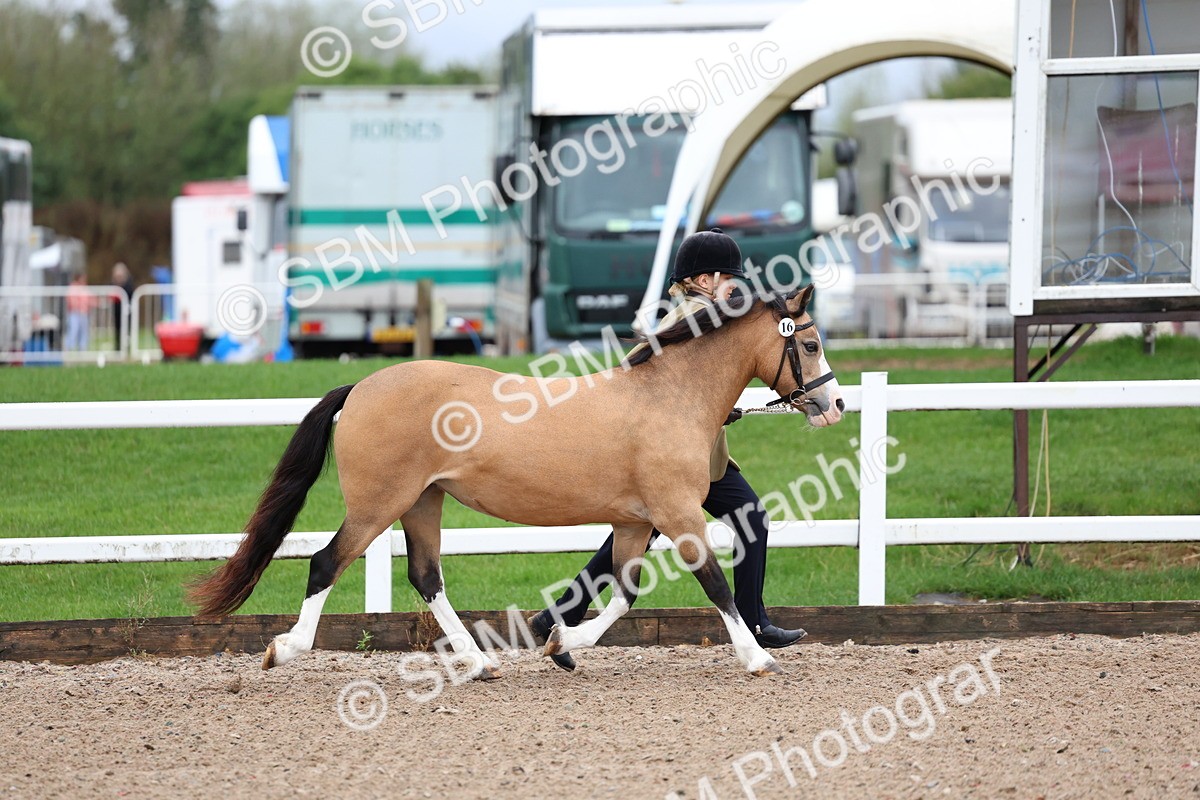 SBM_00223 - Class 13 - Young Handler