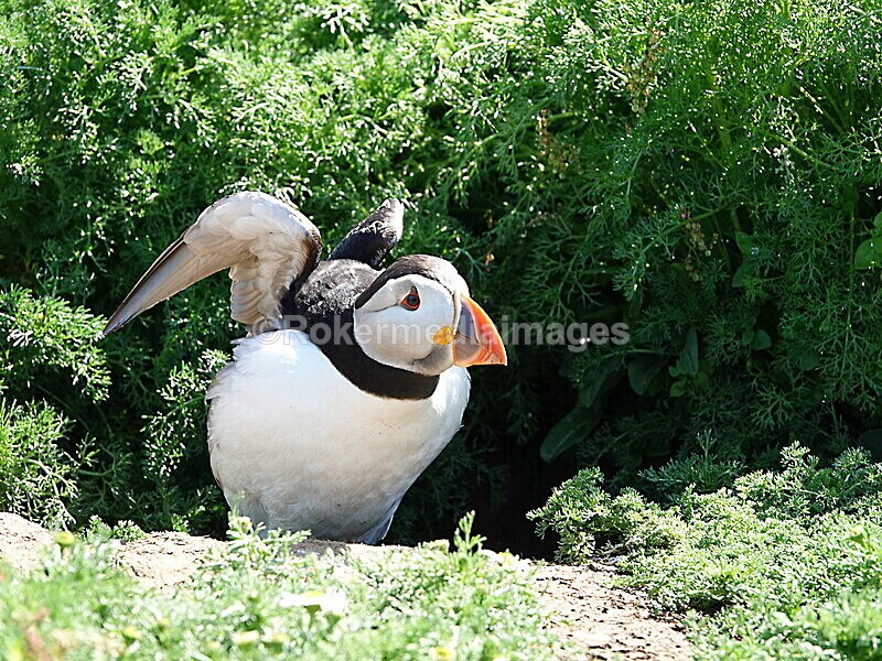 DSC00329 - Skomer 2019