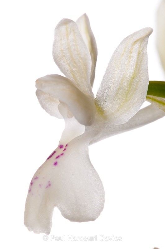  - WB: Orchids - Orchis