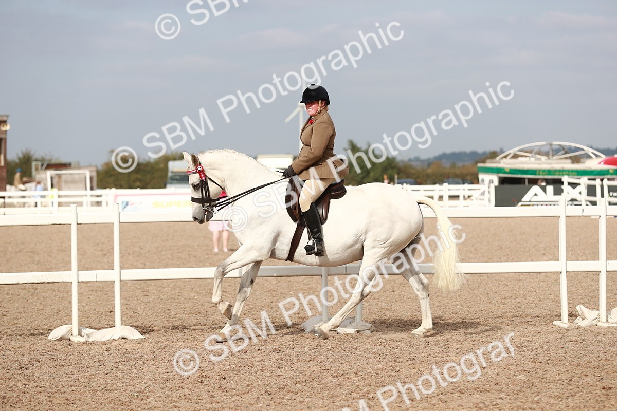 SBM_17525 - Class 215 Ridden Hack/ Riding Horse