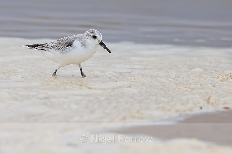 Sanderling foraging in foam, Studland Bay, Dorset - Sanderling