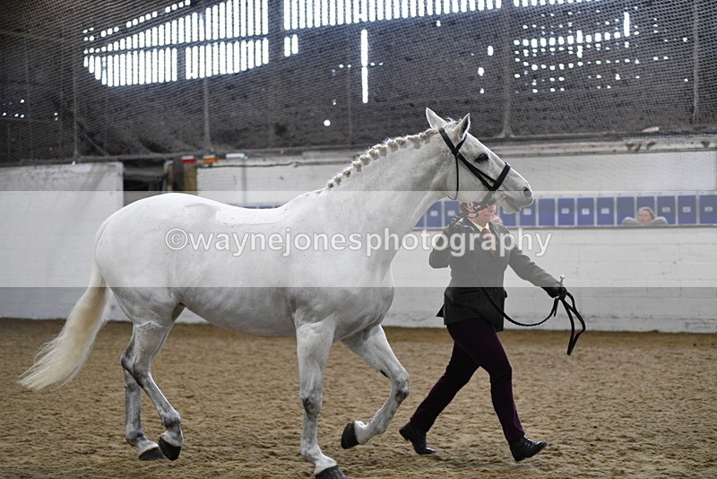 WJ5_4597 - Class 3 Part Bred In hand