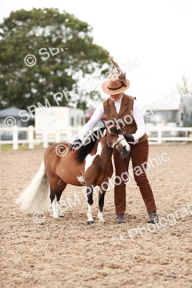 SBM_11916 - Class 206 IH Non Show Type Pony