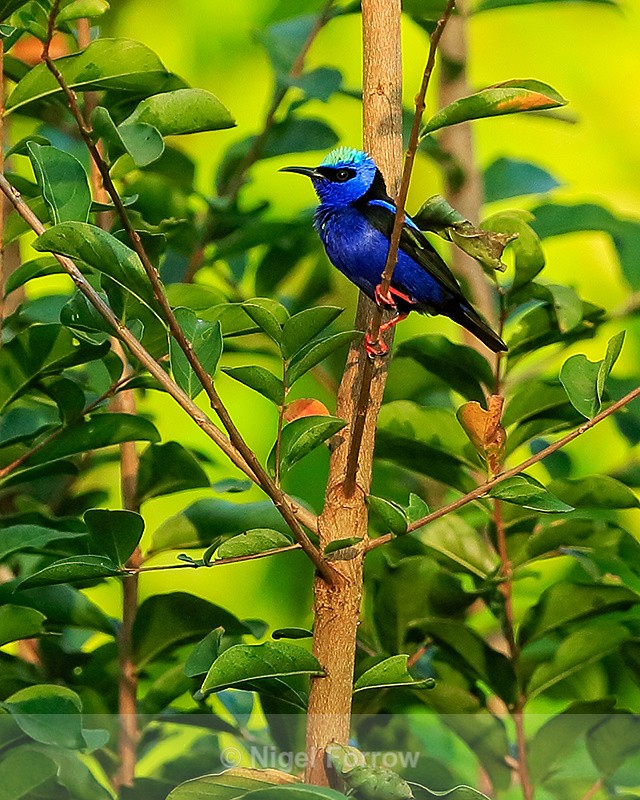 Red-legged Honeycreeper (male), Casa Corcovado, Costa Rica - Red-legged Honeycreeper