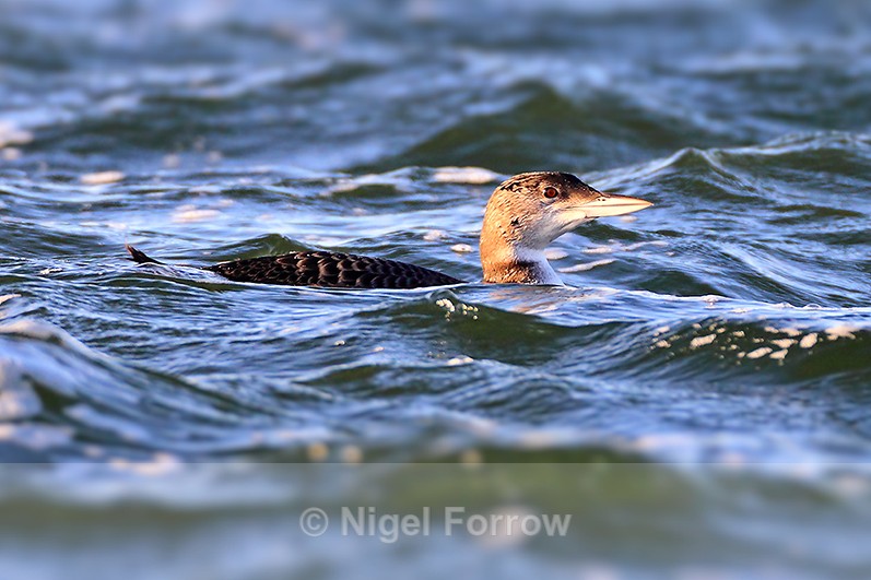 Great Northern Diver (juvenile) in rough water at Farmoor Reservoir - Great Northern Diver