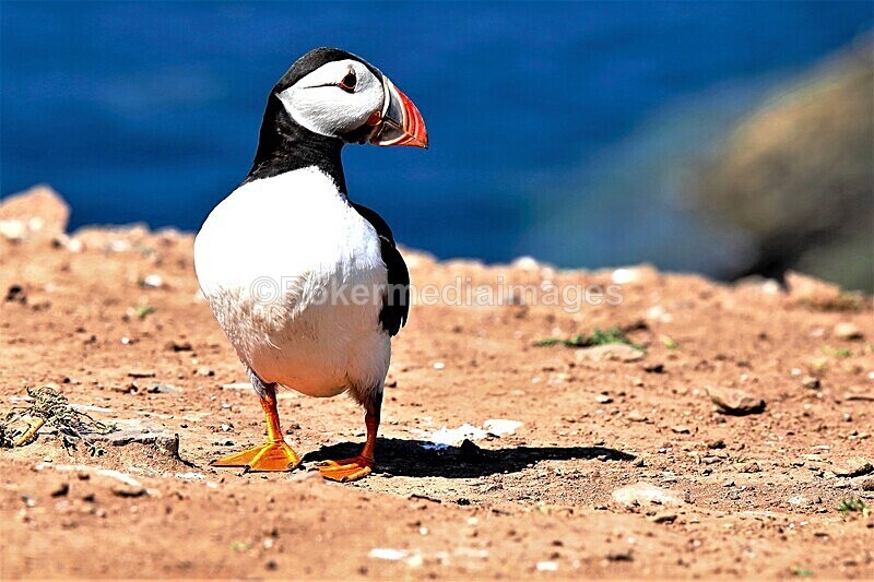 _56A7032 - Skomer 2019