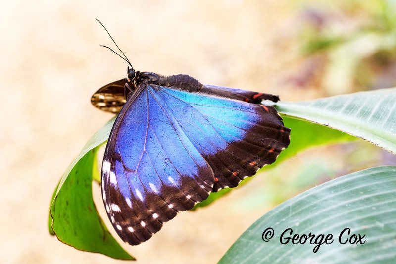 Blue Morpho - Morpho Menelaus