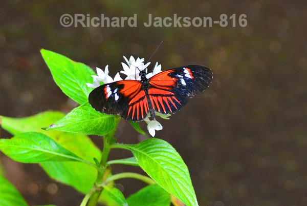 Doris Longwing - Butterfly Gallery