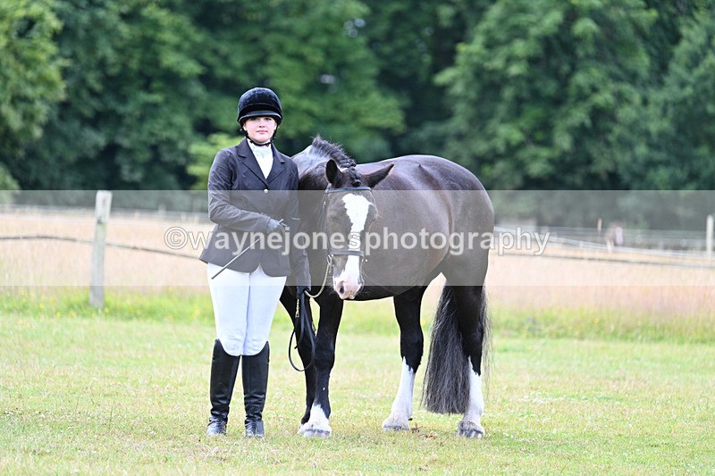 WJ7_7141 - Class 5a Most Handsome Gelding in Hand
