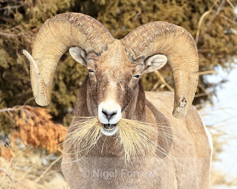 Bighorn Sheep (ram) enjoying some grass in winter, Yellowstone - Sheep