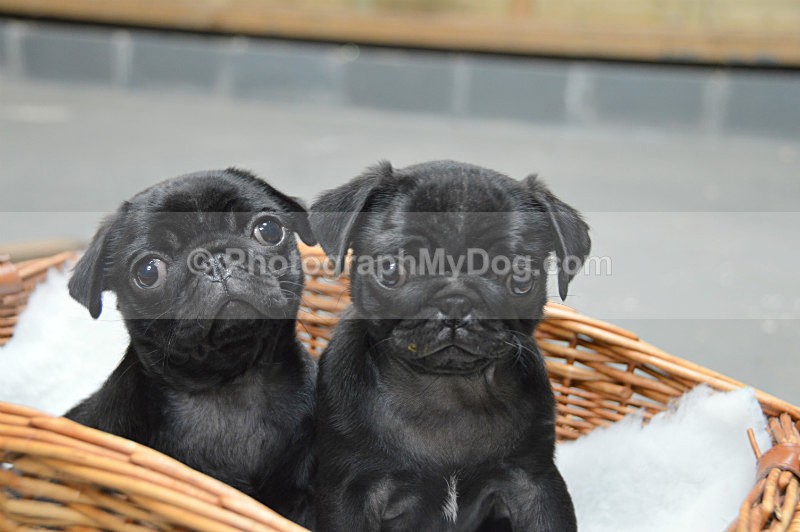  - Pugs