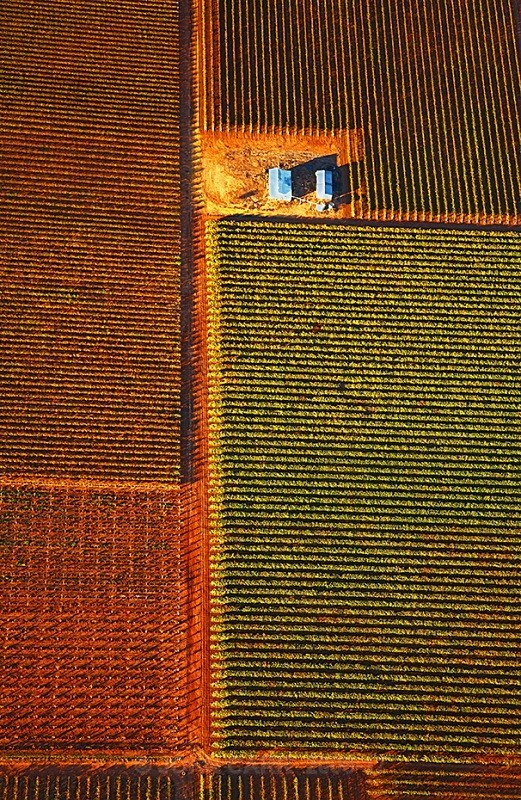 Autumn Vines-3865 from a Hot-Air Balloon. - AERIAL PHOTOS