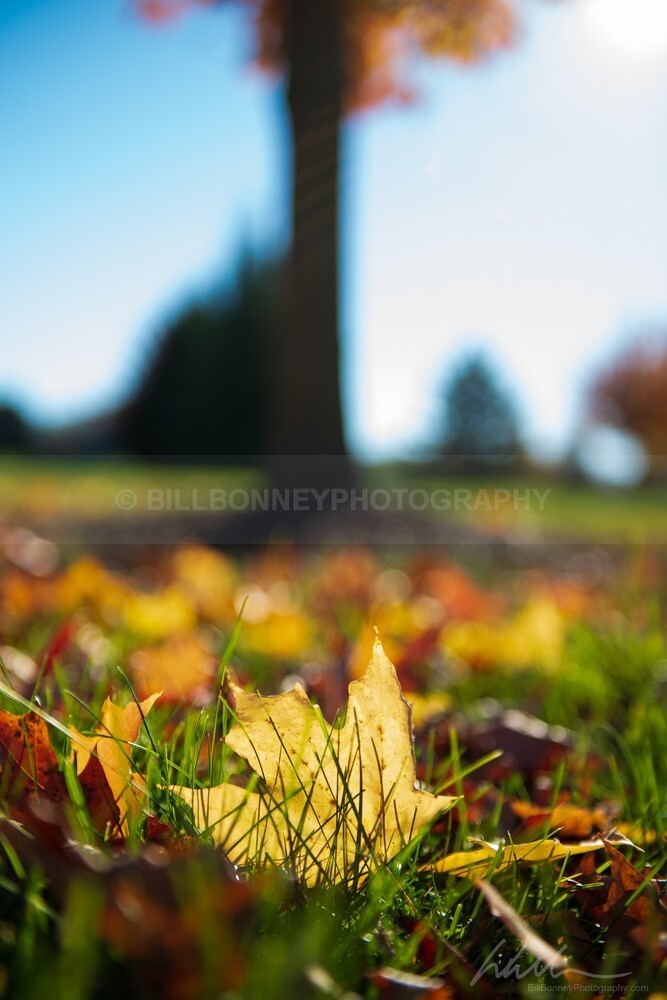 DSC_3553 - Trees