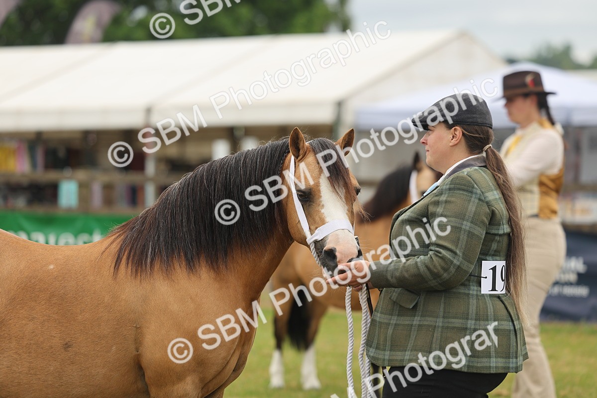 SBM_01564 - Class 50-57 - M&M Welsh Pony In Hand
