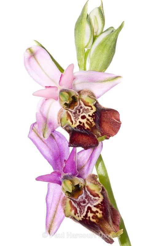  - WB: Orchids - Ophrys