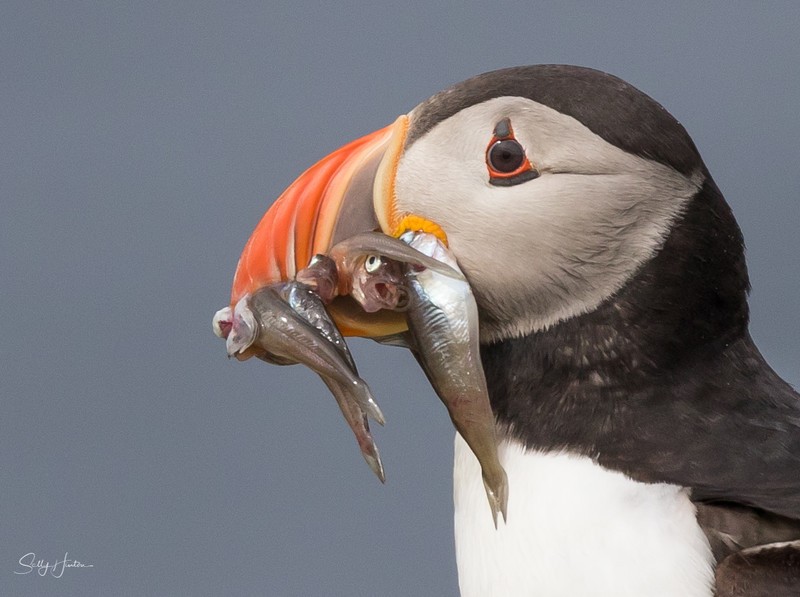 Puffen with Fish 15 - Puffins