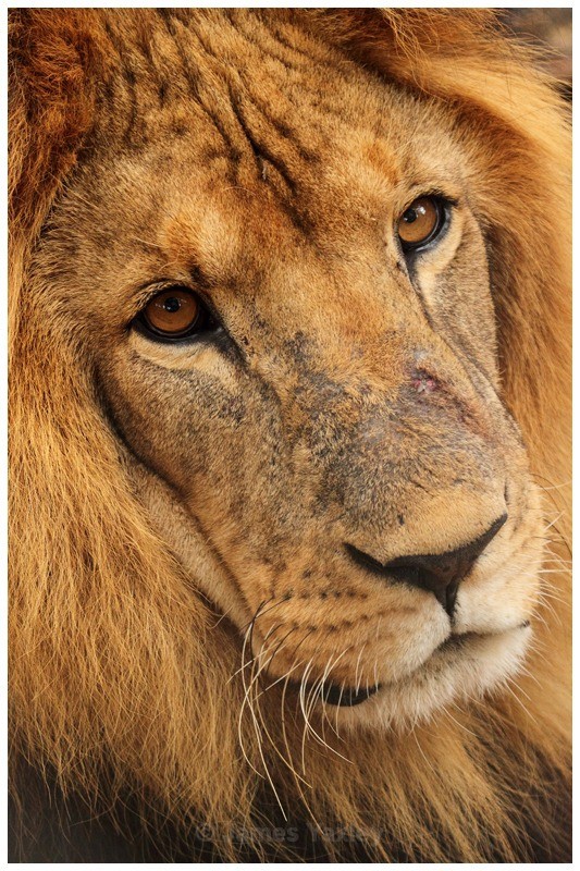 Lion Portrait - Kenyan Safari 2013