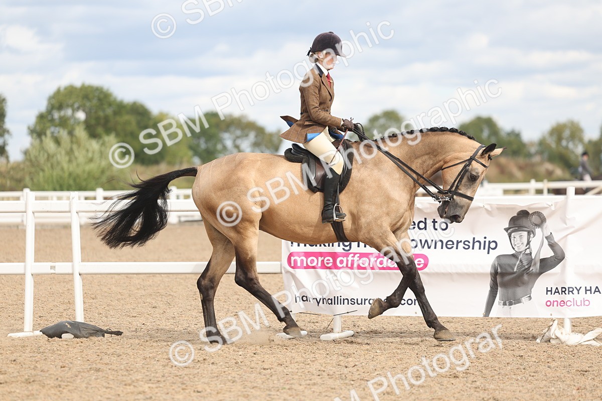 SBM_14751 - Class 308 - Ridden Coloured Horse