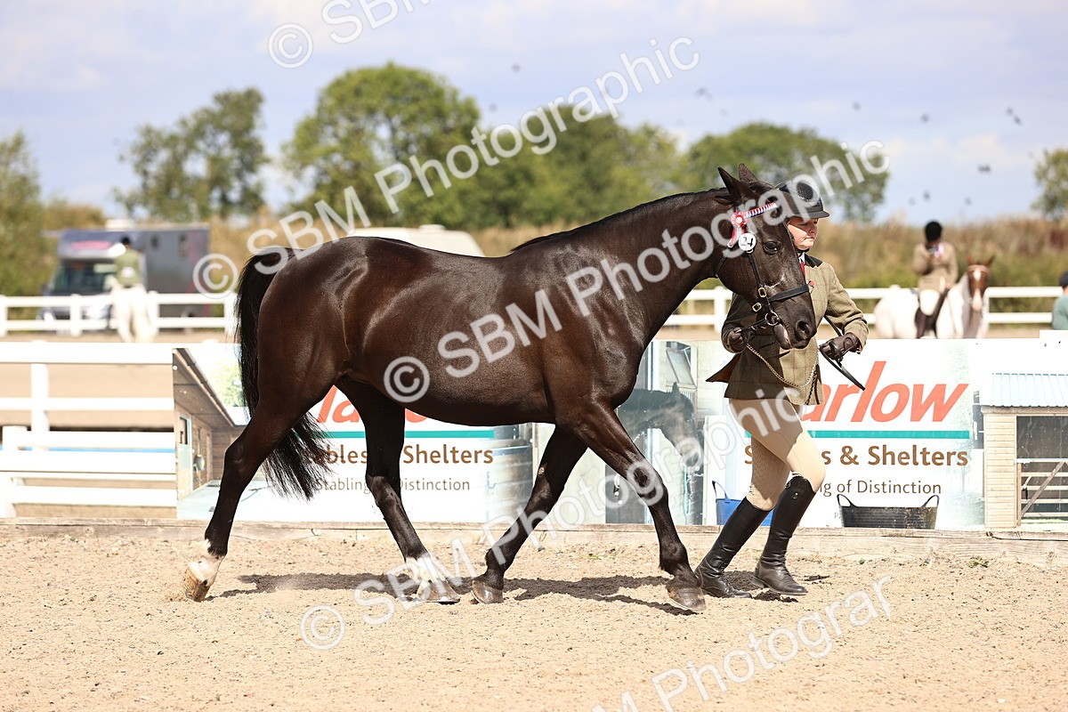 SBM_14269 - Class 411 - Prettiest Mare (IH OR Ridden) Adult