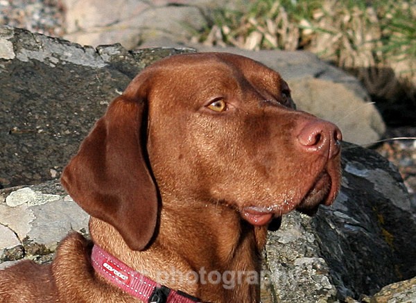 Bodie - Dogs