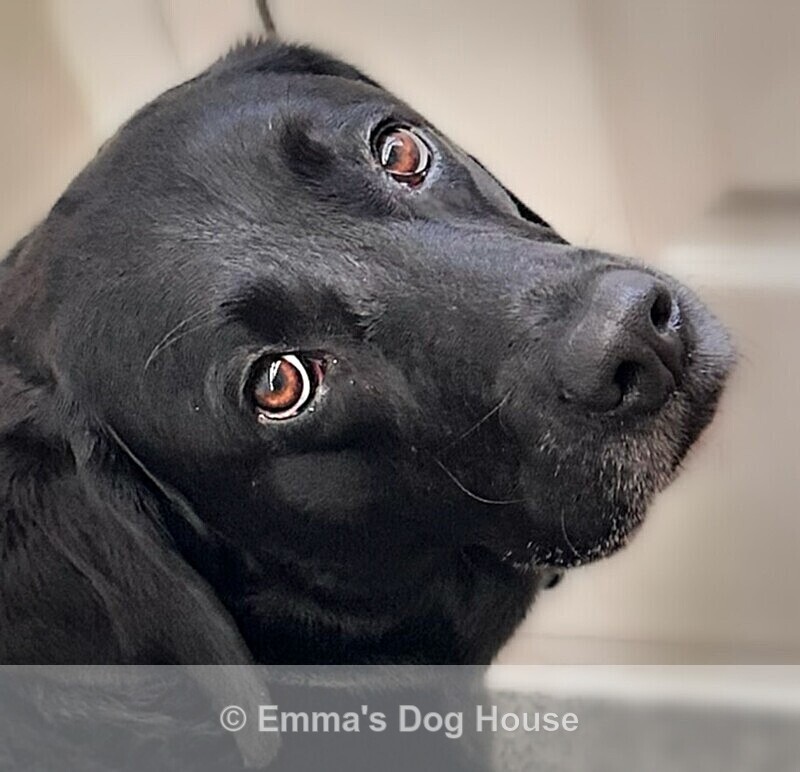  - Pawtraits