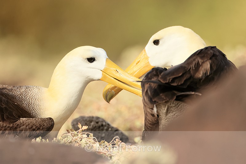 Waved Albatross interaction, Espanola, Galapagos - Waved Albatross
