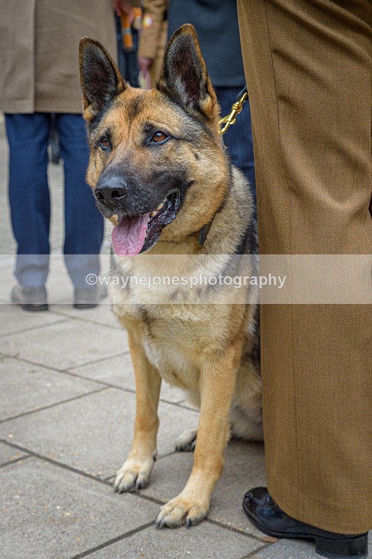 NGP_8173 - 2024 Animals in War Remembrance Gathering